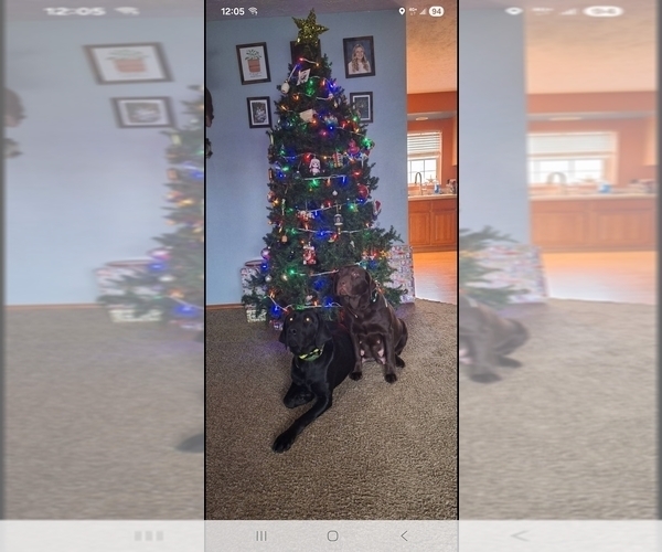 Medium Photo #1 Labrador Retriever Puppy For Sale in CARO, MI, USA