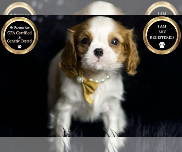 Medium Photo #9 Cavalier King Charles Spaniel Puppy For Sale in WARSAW, IN, USA