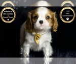 Small #8 Cavalier King Charles Spaniel