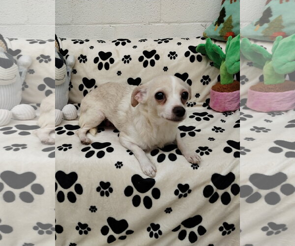 Medium Photo #4 Chihuahua Puppy For Sale in York, SC, USA