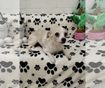 Small #3 Chihuahua