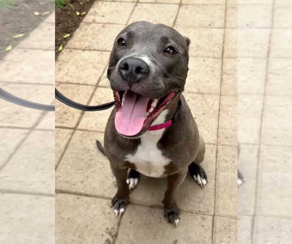 Medium Photo #7 American Pit Bull Terrier-Unknown Mix Puppy For Sale in Redlands, CA, USA