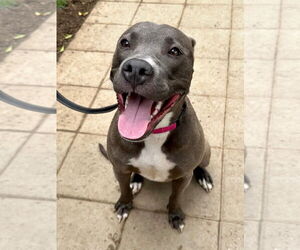 Jada - Female American Pit Bull Terrier-Unknown Mix Dog for Adoption - Photo #7