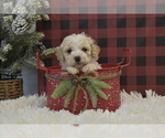 Small Poodle (Miniature)