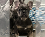 Small Photo #7 French Bulldog Puppy For Sale in PADUCAH, KY, USA