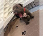 Small Photo #1 American Bully Puppy For Sale in AVENEL, NJ, USA