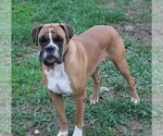 Small Photo #1 Boxer Puppy For Sale in SHIPSHEWANA, IN, USA