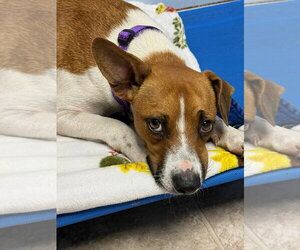 Mutt Dogs for adoption in Gilberts, IL, USA
