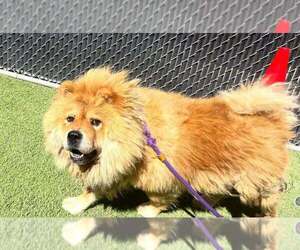 Chow Chow Dogs for adoption in Pacifica, CA, USA