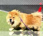 Mufasa - Male Chow Chow Dog for Adoption - Small photo