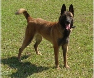 Mother of the Belgian Malinois puppies born on 09/11/2021