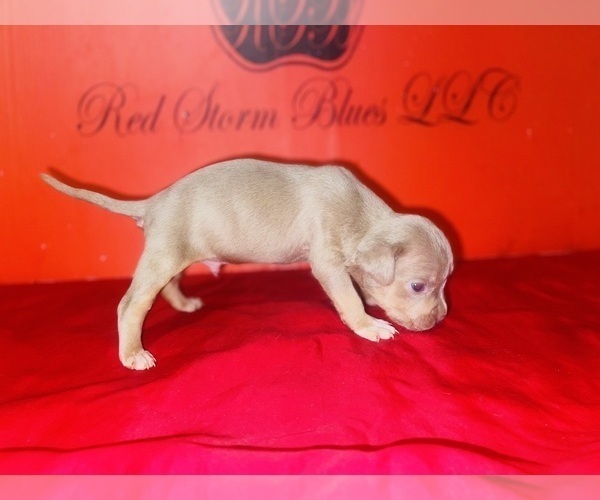 Medium Photo #27 American Bully Puppy For Sale in TRENTON, NJ, USA