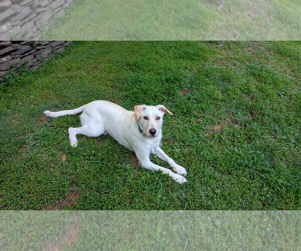 Medium Photo #2 Labrador Retriever-Unknown Mix Puppy For Sale in Virginia Beach, VA, USA