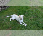 Small #1 Labrador Retriever Mix