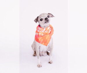 Jack Chi Dogs for adoption in Princeton, MN, USA