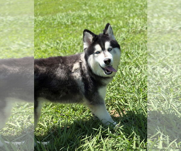 Medium Photo #3 - Mix Puppy For Sale in Virginia Beach, VA, USA