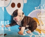 Small Photo #1 American Bulldog Puppy For Sale in MADISON, WI, USA