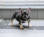 Puppy Sully French Bulldog