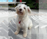Small #3 Maltese Mix