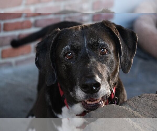 Medium Photo #1 Basset Hound-Labrador Retriever Mix Puppy For Sale in Santa Monica, CA, USA
