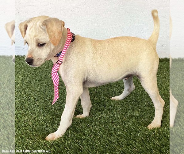 Medium Photo #3 Rat Terrier-Unknown Mix Puppy For Sale in San Diego, CA, USA