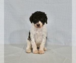 Medium Poodle (Standard)