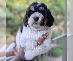 Puppy SNICKERS Cavapoo-Miniature Bernedoodle Mix