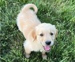 Puppy Strider Golden Retriever