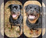 Small Photo #5 Rottweiler Puppy For Sale in PENSACOLA, FL, USA