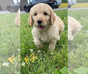 Goldendoodle Puppy for sale in THOMPSONVILLE, IL, USA