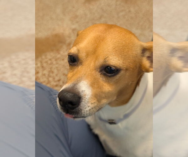 Medium Photo #2 Rat Terrier Puppy For Sale in Salinas, CA, USA