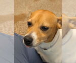 Small #1 Rat Terrier