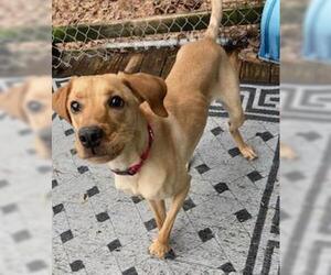 Hal, a loving shadow - Male Golden Labrador Dog for Adoption - Photo #3