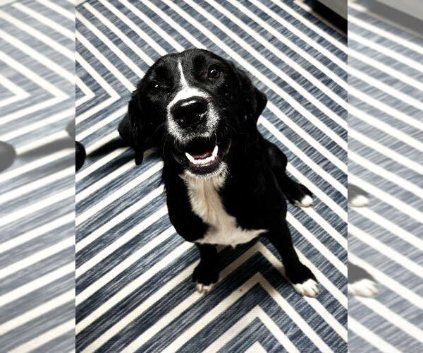 Medium Photo #2 Collie-Unknown Mix Puppy For Sale in Boston, MA, USA