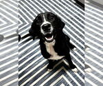 Small #1 Collie Mix