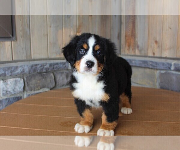 Medium Photo #3 Bernese Mountain Dog Puppy For Sale in HORN CREEK, CO, USA
