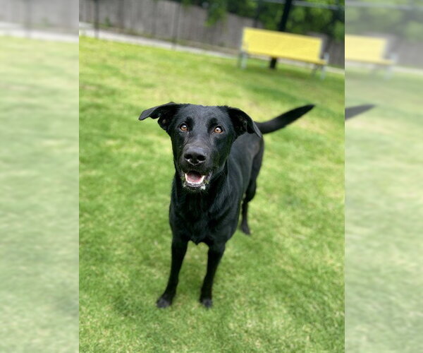 Medium Photo #1 Labrador Retriever Puppy For Sale in Temple, TX, USA