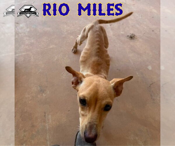 Medium Photo #20 Dachshund-Unknown Mix Puppy For Sale in San Antonio, TX, USA