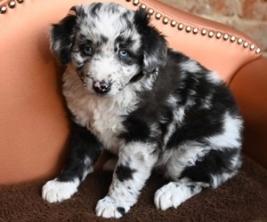 Aussiedoodle Miniature  Puppy for sale in GARLAND, KS, USA