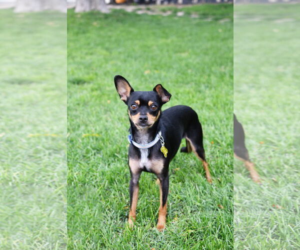 Medium Photo #1 Chipin Puppy For Sale in Sandy, UT, USA