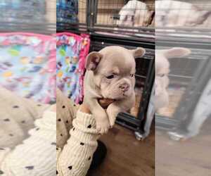 French Bulldog Puppy for sale in MAYWOOD, CA, USA