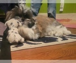 Small Photo #9 Shih Tzu Puppy For Sale in AKRON, OH, USA