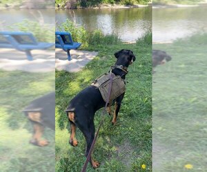 Klaus Foster Needed! - Male Doberman Pinscher Dog for Adoption - Photo #4
