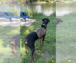 Small Photo #4 Doberman Pinscher Puppy For Sale in Buffalo, MN, USA