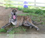 Small #6 Labrador Retriever-Whippet Mix
