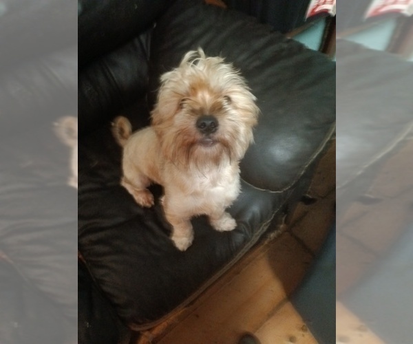 Medium Photo #7 Yorkshire Terrier Puppy For Sale in JOHNSTOWN, PA, USA