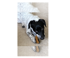 Dachshund-Retriever Mix Dogs for adoption in Greenbelt, MD, USA