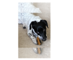 Small Dachshund-Retriever  Mix