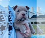 Small Photo #2 Free-Lance Bulldog Puppy For Sale in Spring Lake, NJ, USA