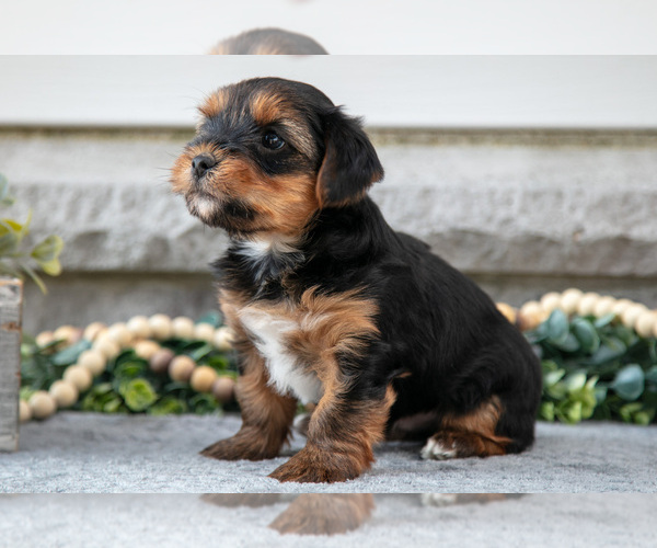 Medium Photo #4 Yorkshire Terrier Puppy For Sale in NAPPANEE, IN, USA